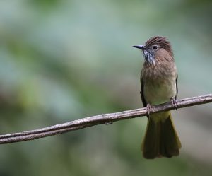 Mountain Bulbul, 绿翅短脚鹎, Ixos mcclellandii-gallery-