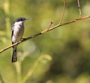 Bar-winged Flycatcher Shrike, 褐背鹟鵙, Hemipus picatus-gallery-