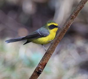 Yellow-bellied Fantail, 黄腹扇尾鹟, Chelidorhynx hypoxanthus-gallery-