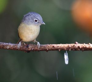 Yunnan Fulvetta, 云南雀鹛, Alcippe fratercula-gallery-