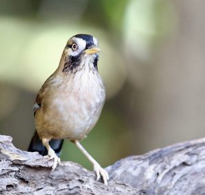 Moustached Laughingthrush, 灰翅噪鹛, Ianthocincla cineracea-gallery-