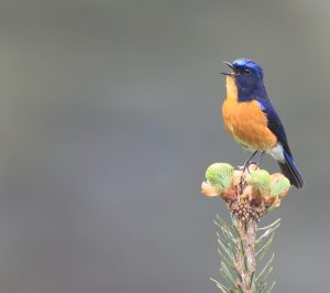 Rufous-breasted Bush Robin, 棕腹林鸲, Tarsiger hyperythrus-gallery-