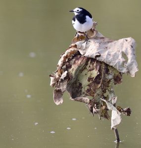 White Wagtail, 白鹡鸰, Motacilla alba-gallery-