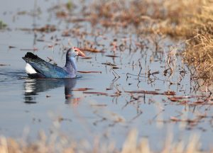 Grey-headed Swamphen, 紫水鸡, Porphyrio poliocephalus-gallery-