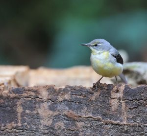 Grey Wagtail, 灰鹡鸰, Motacilla cinerea-gallery-