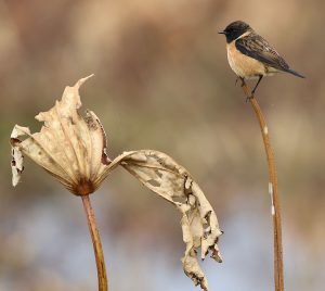 Siberian Stonechat, 黑喉石䳭, Saxicola maurus-gallery-