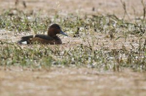 Ferruginous Duck, 白眼潜鸭, Aythya nyroca-gallery-