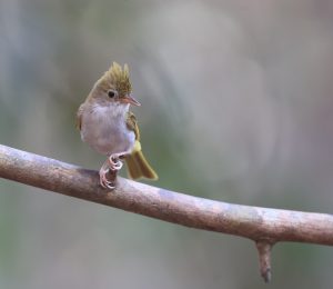 White-bellied Erpornis, 白腹凤鹛, Erpornis zantholeuca-gallery-