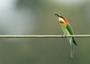 Chestnut-headed Bee-eater, 栗头蜂虎, Merops leschenaulti-gallery-