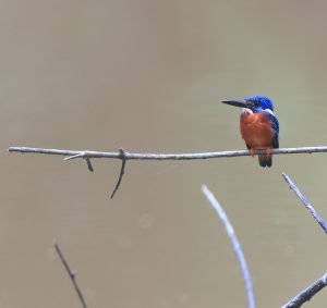 Blue-eared Kingfisher, 蓝耳翠鸟, Alcedo meninting-gallery-