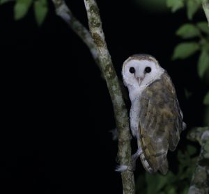 Eastern Barn Owl, 仓鸮, Tyto javanica-gallery-