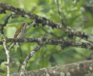 Yellow-vented Flowerpecker, 黄臀啄花鸟, Dicaeum chrysorrheum-gallery-