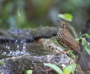 Himalayan Forest Thrush, 喜山光背地鸫, Zoothera salimalii-gallery-