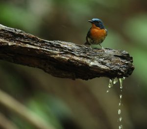 Hill Blue Flycatcher, 山蓝仙鹟, Cyornis banyumas-gallery-