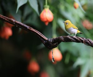 Indian White-eye, 灰腹绣眼鸟, Zosterops palpebrosus-gallery-