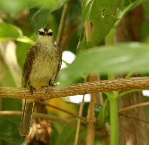 Yellow-vented Bulbul, 白眉黄臀鹎, Pycnonotus goiavier-gallery-