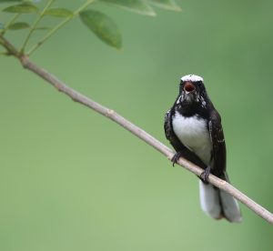 White-browed Fantail, 白眉扇尾鹟, Rhipidura aureola-gallery-