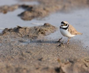 Little Ringed Plover, 金眶鸻, Charadrius dubius-gallery-