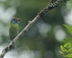 Blue-throated Barbet, 蓝喉拟啄木鸟, Psilopogon asiaticus-gallery-