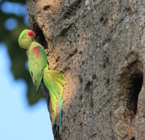 Alexandrine Parakeet, 亚历山大鹦鹉, Psittacula eupatria-gallery-