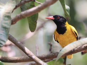 Black-hooded Oriole, 黑头黄鹂, Oriolus xanthornus-gallery-