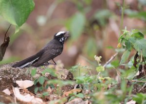 White-browed Fantail, 白眉扇尾鹟, Rhipidura aureola-gallery-