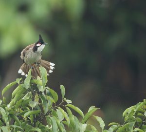 Red-whiskered Bulbul, 红耳鹎, Pycnonotus jocosus-gallery-