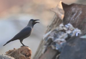 House Crow, 家鸦, Corvus splendens-gallery-