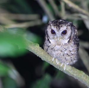 Collared Scops Owl, 领角鸮, Otus lettia-gallery-