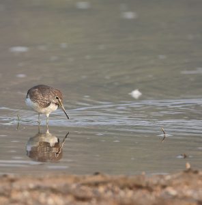 Green Sandpiper, 白腰草鹬, Tringa ochropus-gallery-