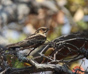 Large-tailed Nightjar, 长尾夜鹰, Caprimulgus macrurus-gallery-