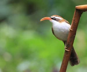 Red-billed Scimitar Babbler, 棕头钩嘴鹛, Pomatorhinus ochraceiceps-gallery-