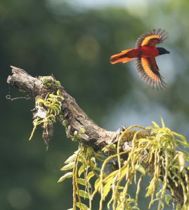 Scarlet Minivet, 赤红山椒鸟, Pericrocotus speciosus-gallery-