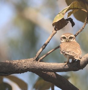 Spotted Owlet, 横斑腹小鸮, Athene brama-gallery-