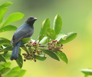 Asian Fairy-Bluebird, 和平鸟, Irena puella-gallery-