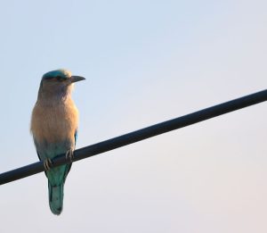 Indochinese Roller, 棕胸佛法僧, Coracias affinis-gallery-