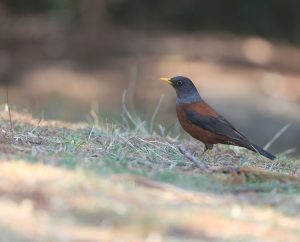 Chestnut Thrush, 灰头鸫, Turdus rubrocanus-gallery-