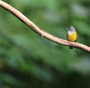 Grey-headed Canary-Flycatcher, 方尾鹟, Culicicapa ceylonensis-gallery-