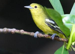 Common Iora, 黑翅雀鹎, Aegithina tiphia-gallery-