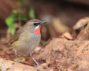 Siberian Rubythroat, 红喉歌鸲, Calliope calliope-gallery-