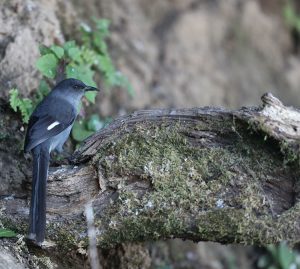 Long-tailed Sibia, 长尾奇鹛, Heterophasia picaoides-gallery-