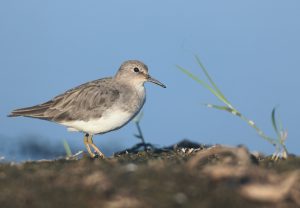 Temminck's Stint, 青脚滨鹬, Calidris temminckii-gallery-