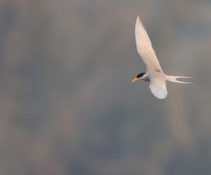 River Tern, 黄嘴河燕鸥, Sterna aurantia-gallery-