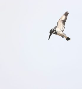 Pied Kingfisher, 斑鱼狗, Ceryle rudis-gallery-