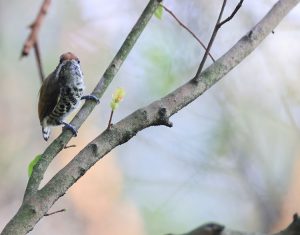 Speckled Piculet, 斑姬啄木鸟, Picumnus innominatus-gallery-