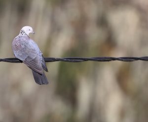 Speckled Wood Pigeon, 点斑林鸽, Columba hodgsonii-gallery-