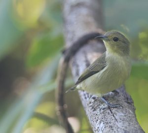 Plain Flowerpecker, 纯色啄花鸟, Dicaeum minullum-gallery-