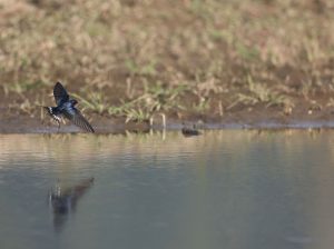 Barn Swallow, 家燕, Hirundo rustica-gallery-