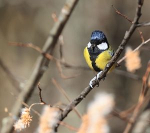 Green-backed Tit, 绿背山雀, Parus monticolus-gallery-