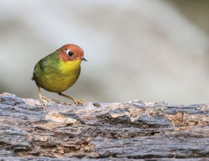 Chestnut-headed Tesia, 栗头地莺, Cettia castaneocoronata-gallery-